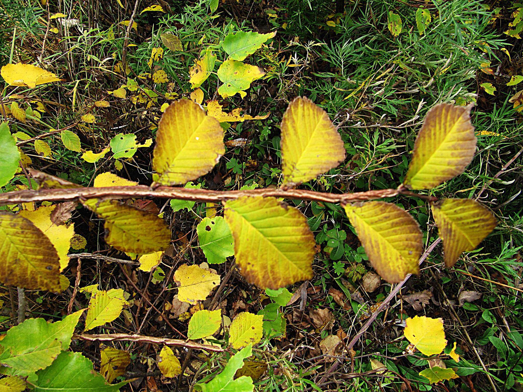 Sivun Ulmus davidiana var. japonica (Rehd.) Nakai kuva