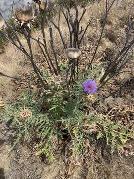 Image of Cynara cardunculus subsp. flavescens A. Wiklund