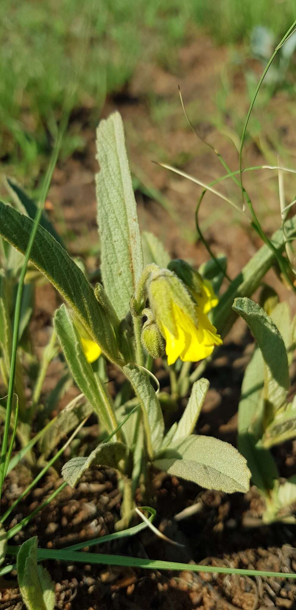 Image of Hermannia lancifolia Szyszyl.