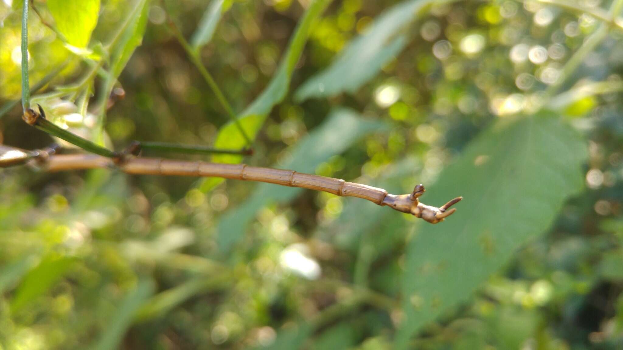 Image of Diapheromera (Diapheromera) persimilis Caudell 1904