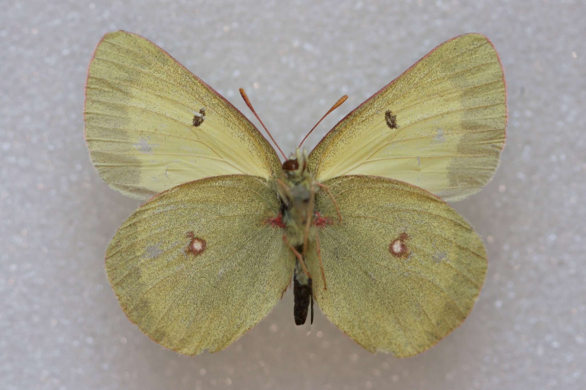 Image of Scudder's Sulphur