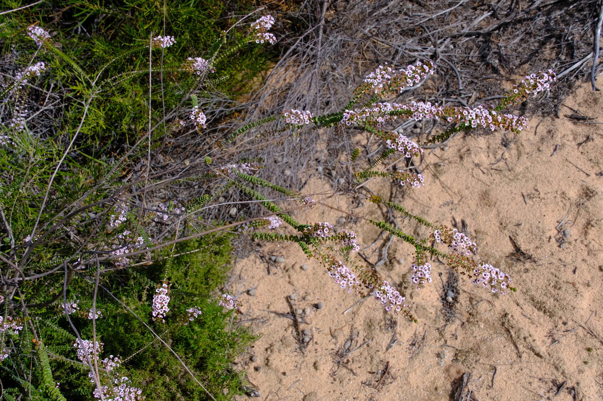 Image of Scholtzia uberiflora F. Müll.