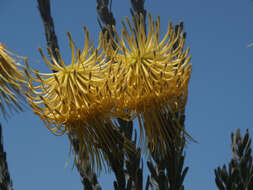 Image of Leucospermum reflexum var. luteum J. P. Rourke