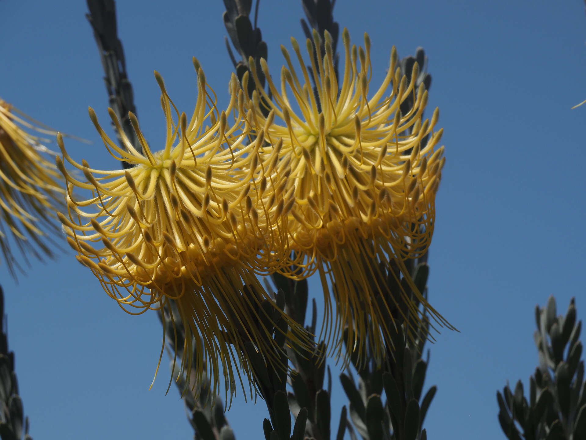 Image of Leucospermum reflexum var. luteum J. P. Rourke