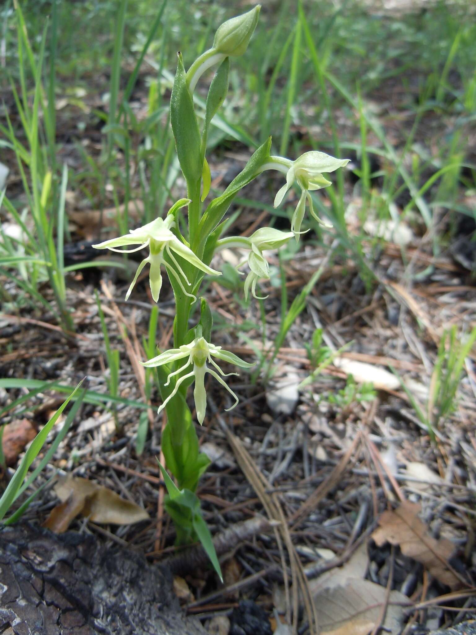 Слика од Habenaria schaffneri S. Watson