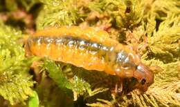 Image of Anisocentropus (Anisocentropus) pyraloides (Walker 1852)