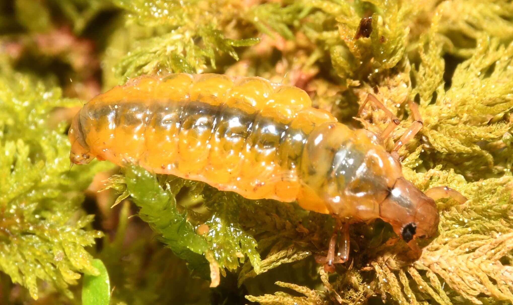 Image of Anisocentropus (Anisocentropus) pyraloides (Walker 1852)