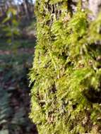 Image of rough-stalked feather-moss