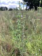 Image of Salvia runcinata L. fil.