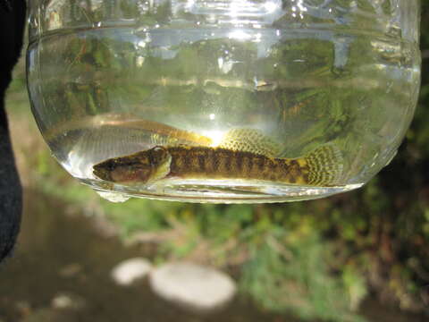 Imagem de Etheostoma flabellare Rafinesque 1819