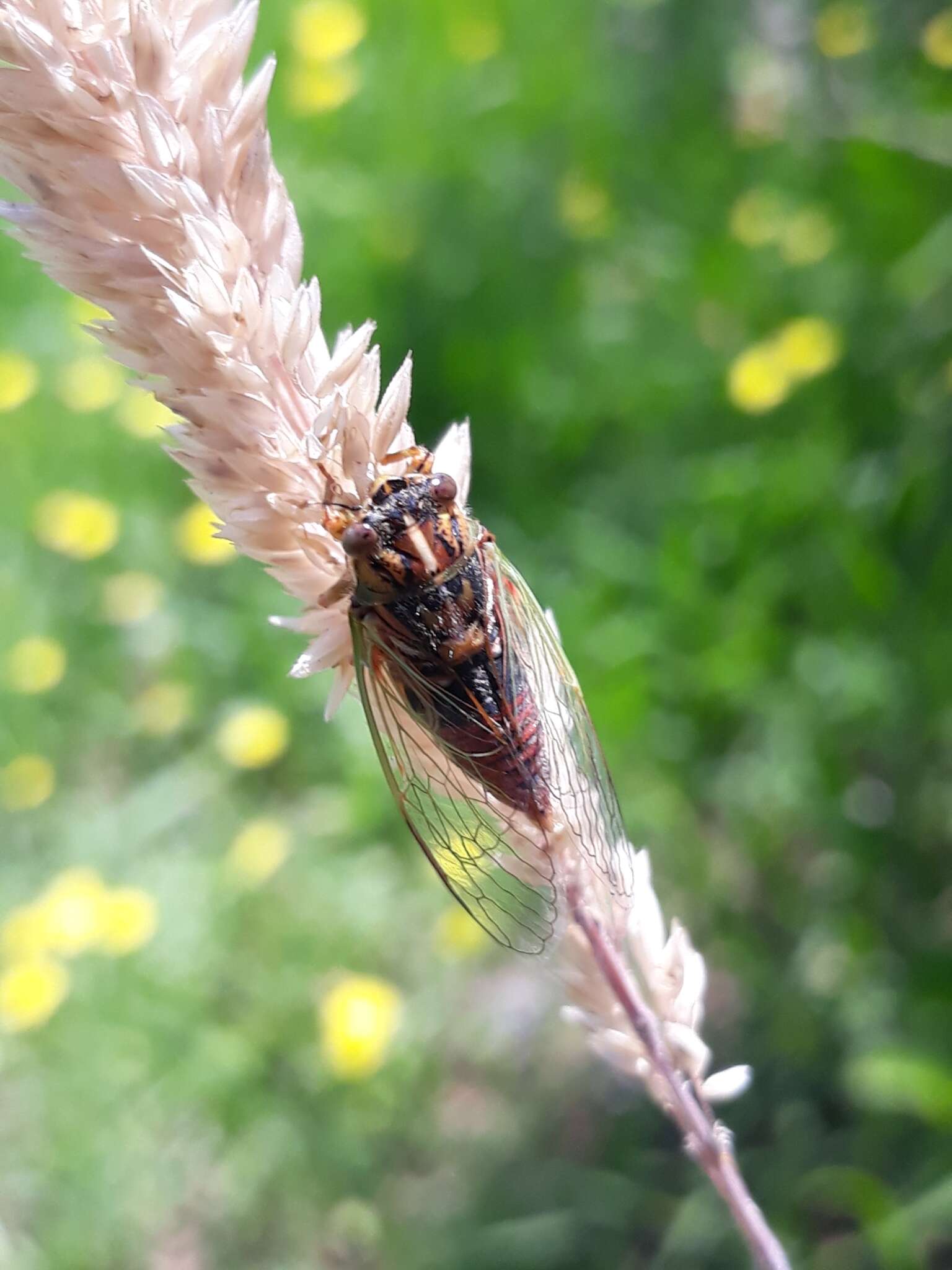 Image of blood redtail cicada