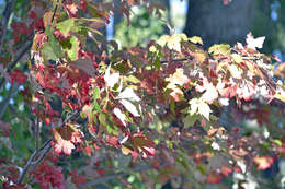 صورة Acer freemanii E. Murray