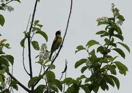 Image of Yellow-breasted Bunting