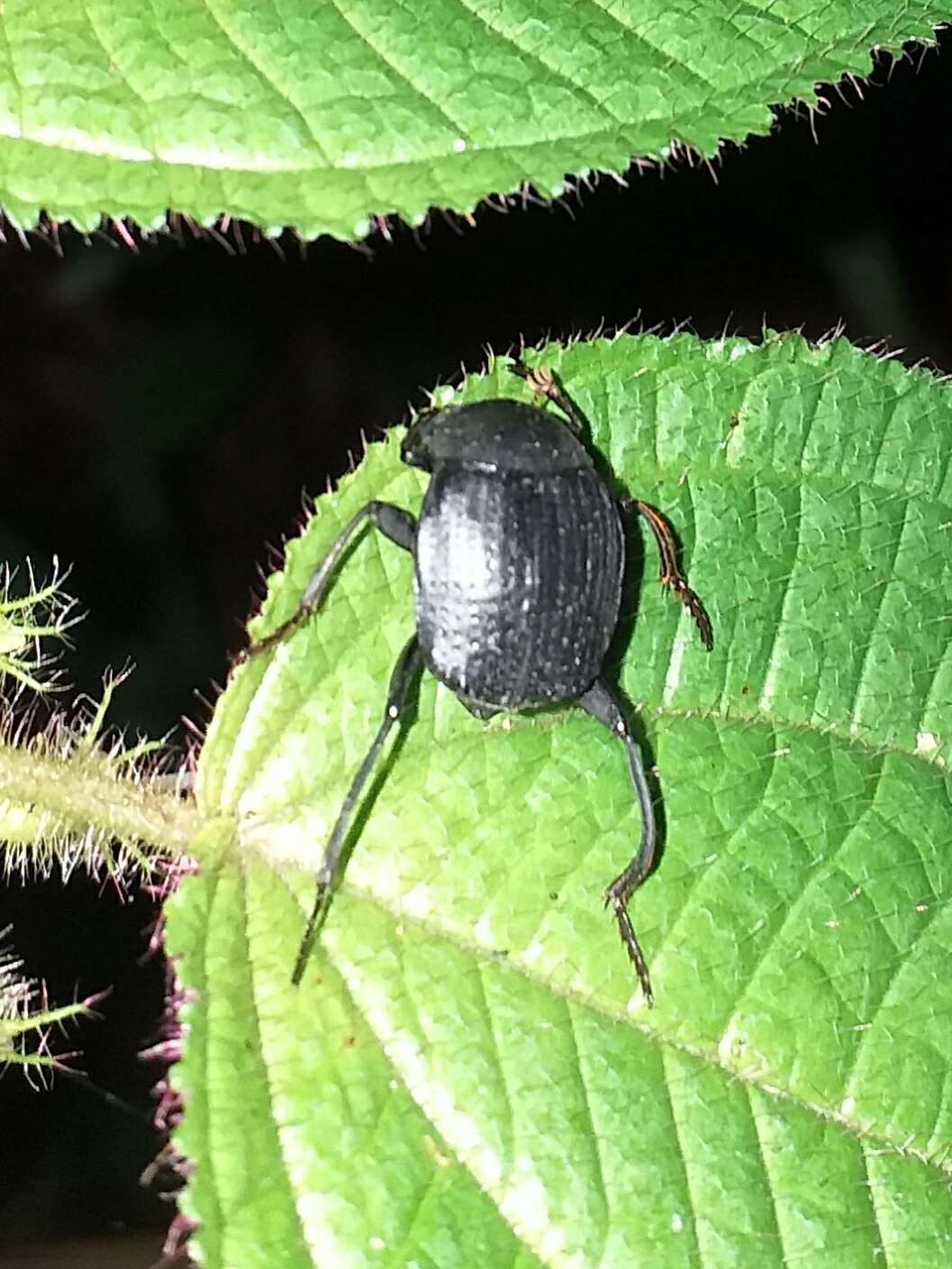 Imagem de Deltochilum (Aganhyboma) longiceps Paulian 1938