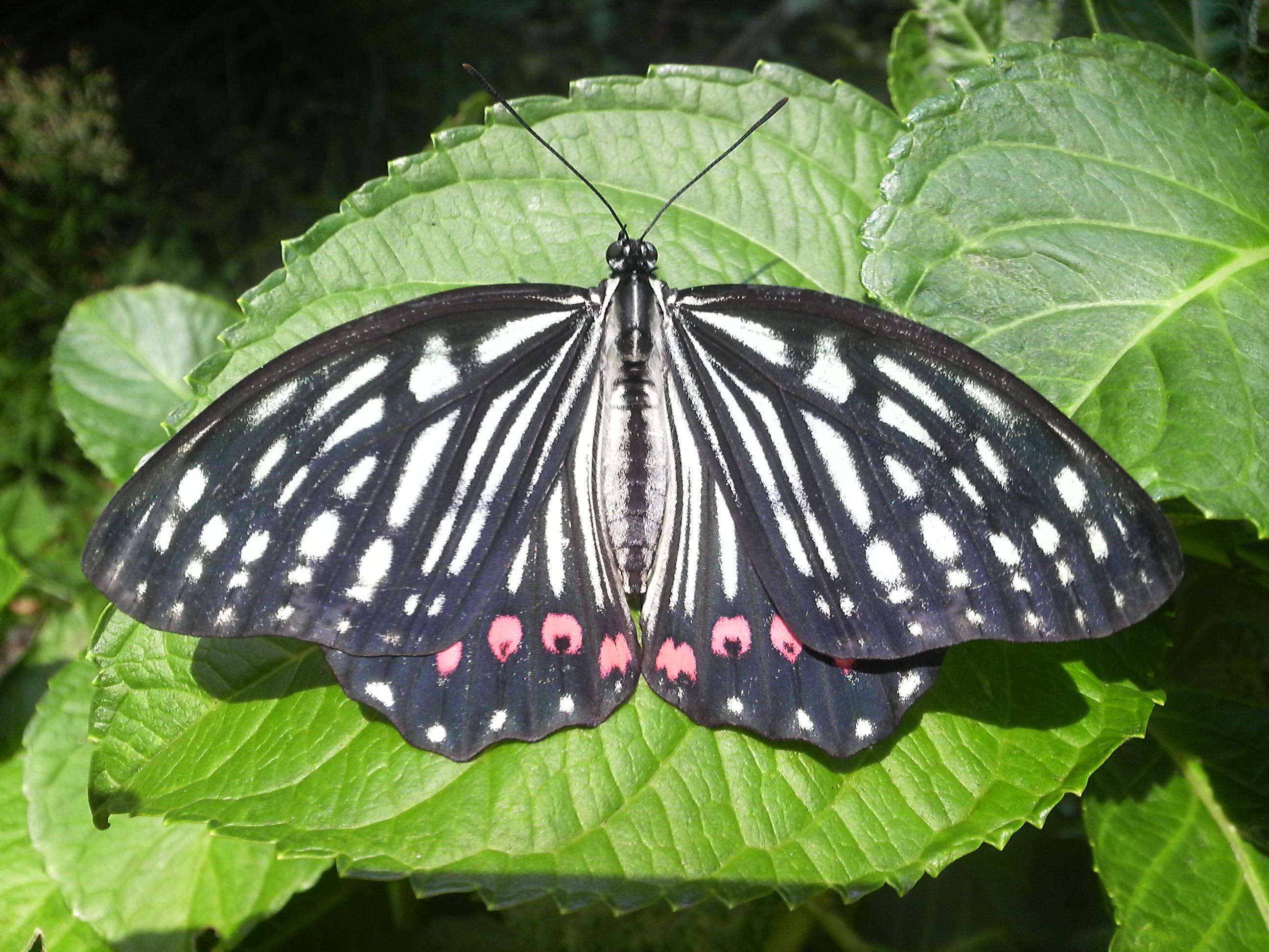 Image of Hestina assimilis Linnaeus 1758