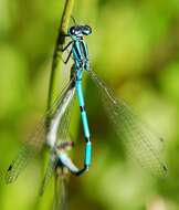 Image of Azure Bluet