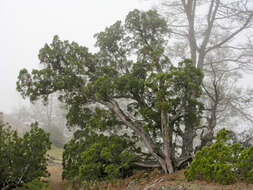 Image of California Juniper