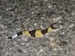 Image of Fat-tail Gecko