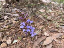 Image de Stylidium amoenum R. Br.