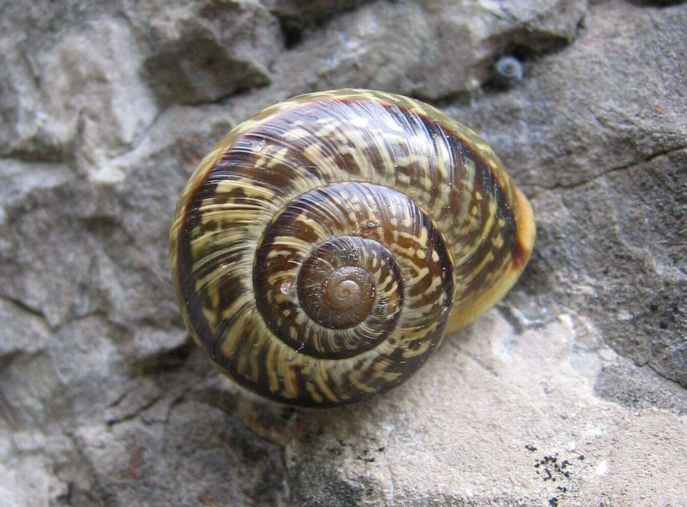 Image of Copse Snail