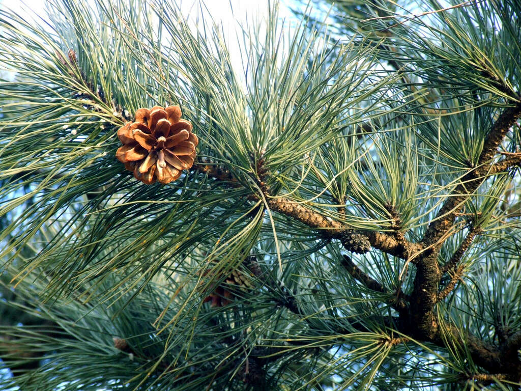 Image of Chinese Red Pine