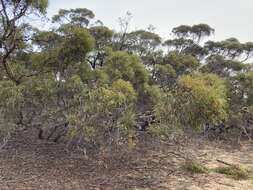 Image of Red Mallee