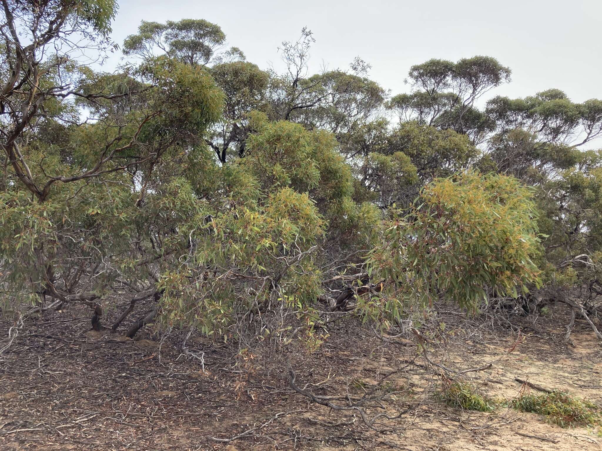 Image of Red Mallee