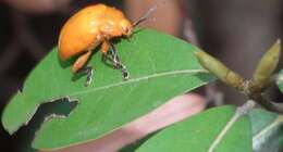 Image de <i>Podontia lutea</i>