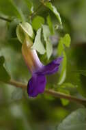 Image of bush clockvine