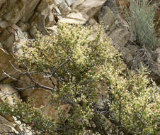 Imagem de Cercocarpus intricatus S. Wats.