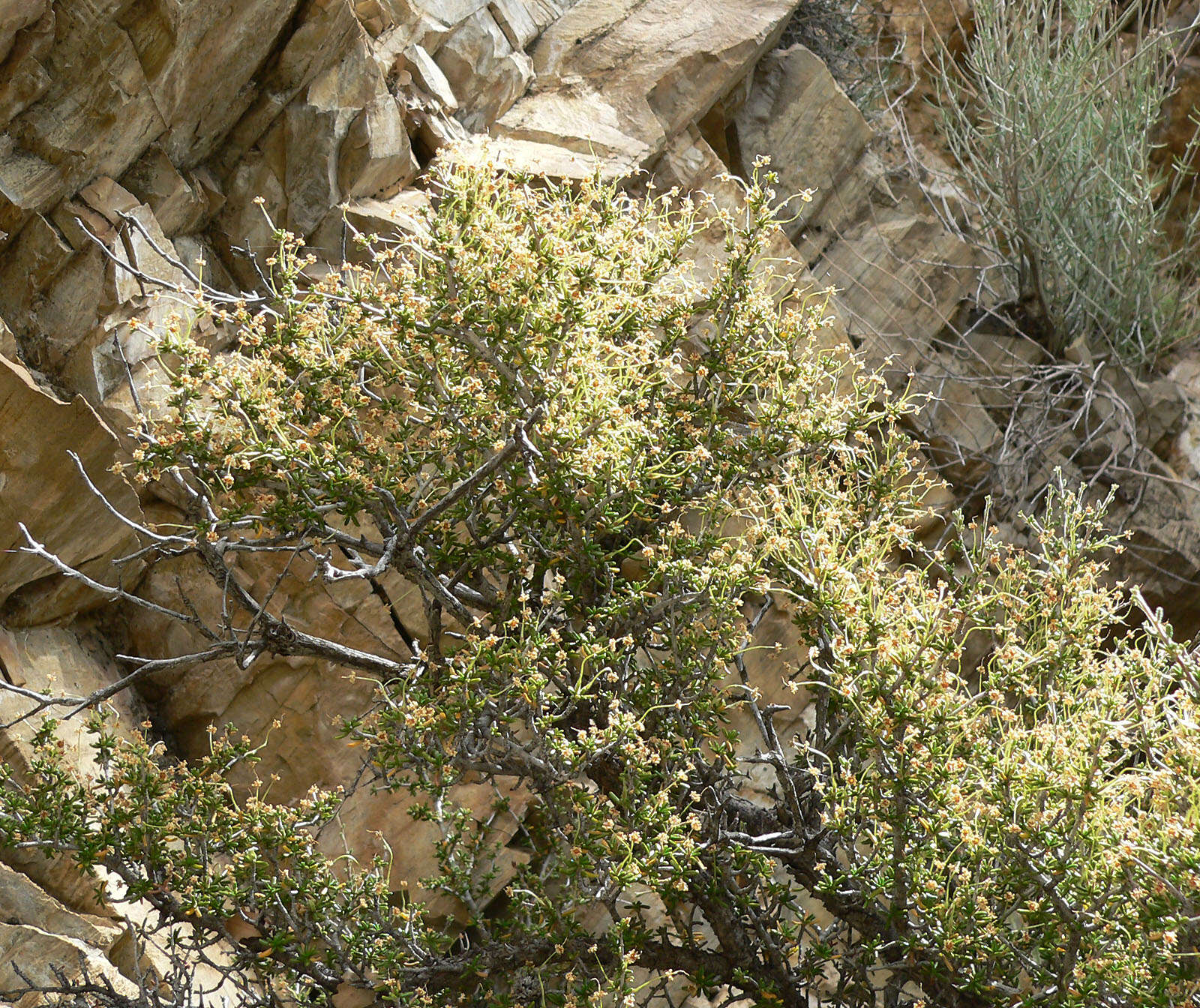 Image of littleleaf mountain mahogany