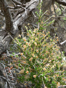 Imagem de Cercocarpus intricatus S. Wats.