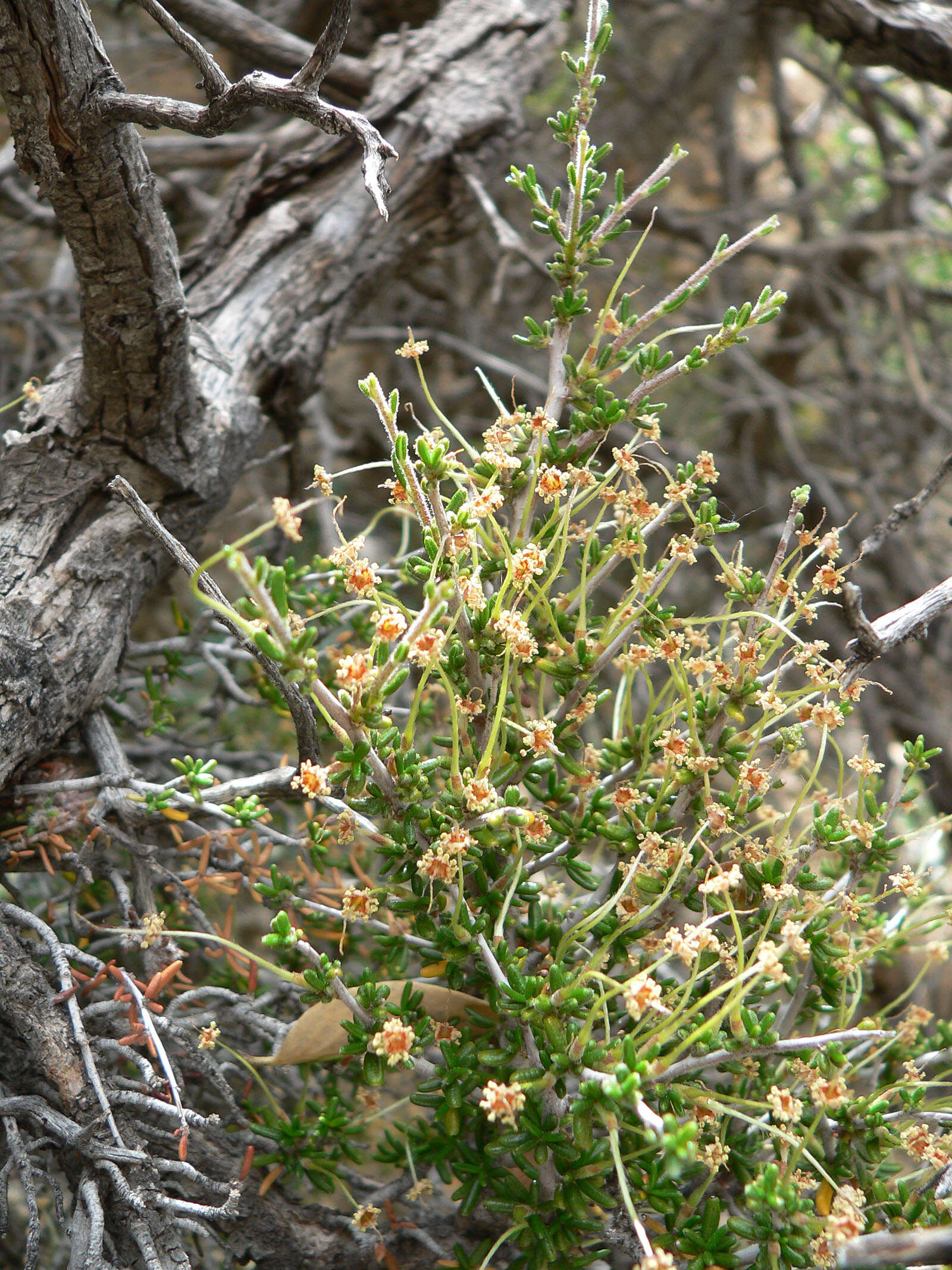 Image of littleleaf mountain mahogany