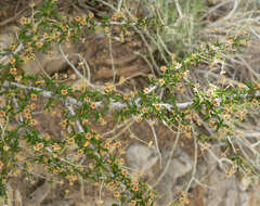 Imagem de Cercocarpus intricatus S. Wats.