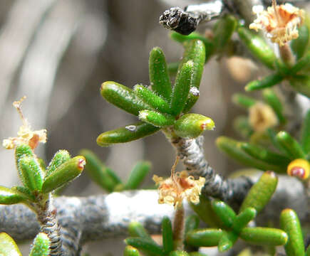 Imagem de Cercocarpus intricatus S. Wats.