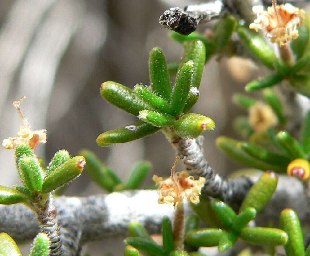 Image of littleleaf mountain mahogany