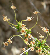 Image of littleleaf mountain mahogany