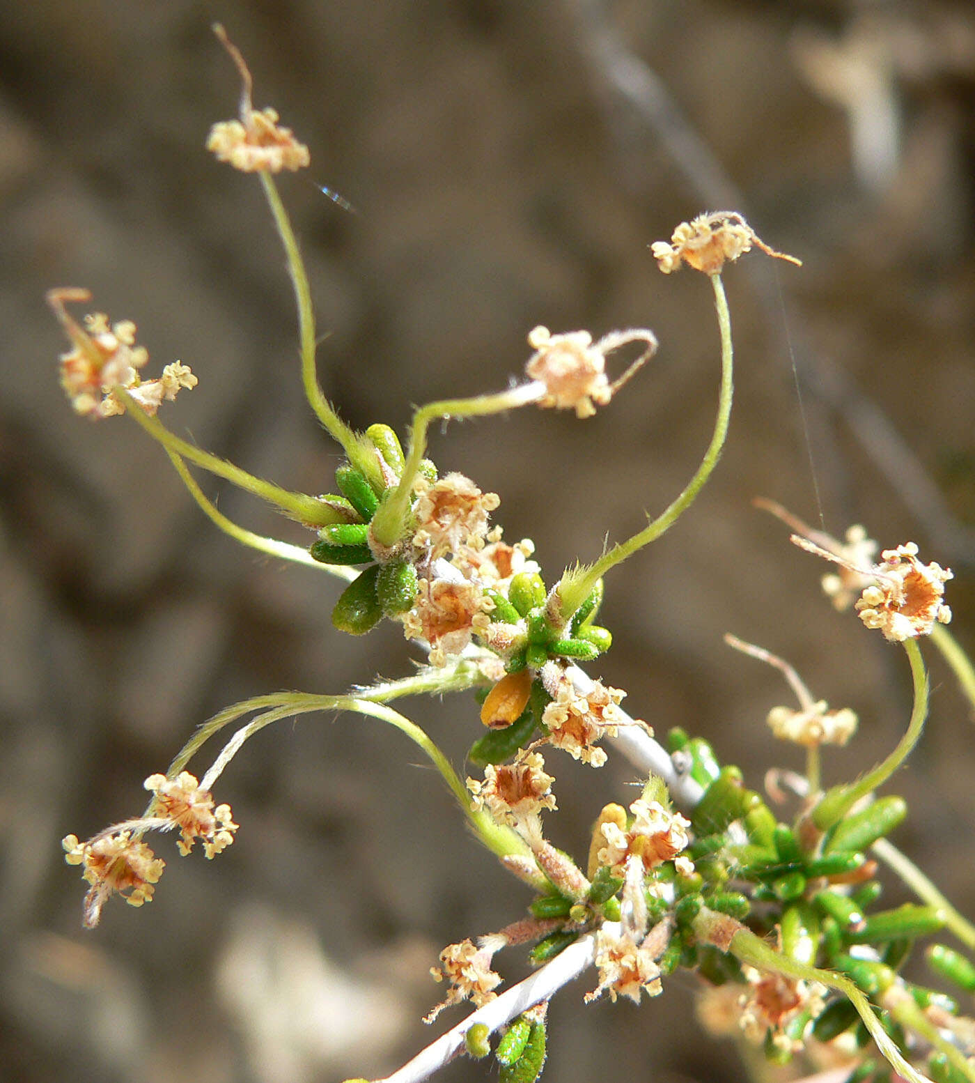 Imagem de Cercocarpus intricatus S. Wats.