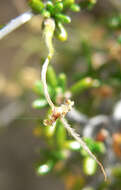 Imagem de Cercocarpus intricatus S. Wats.