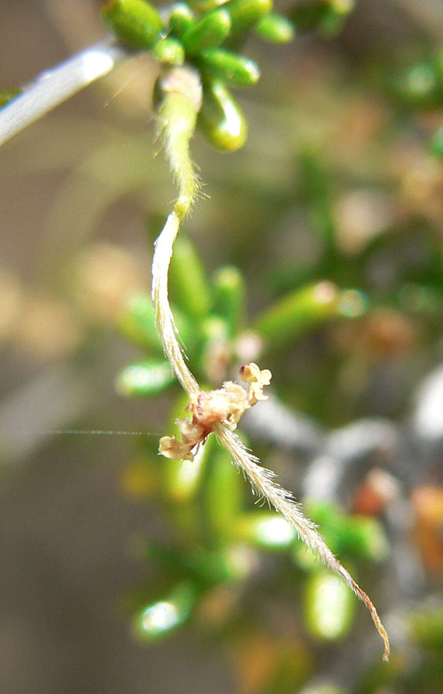 Imagem de Cercocarpus intricatus S. Wats.