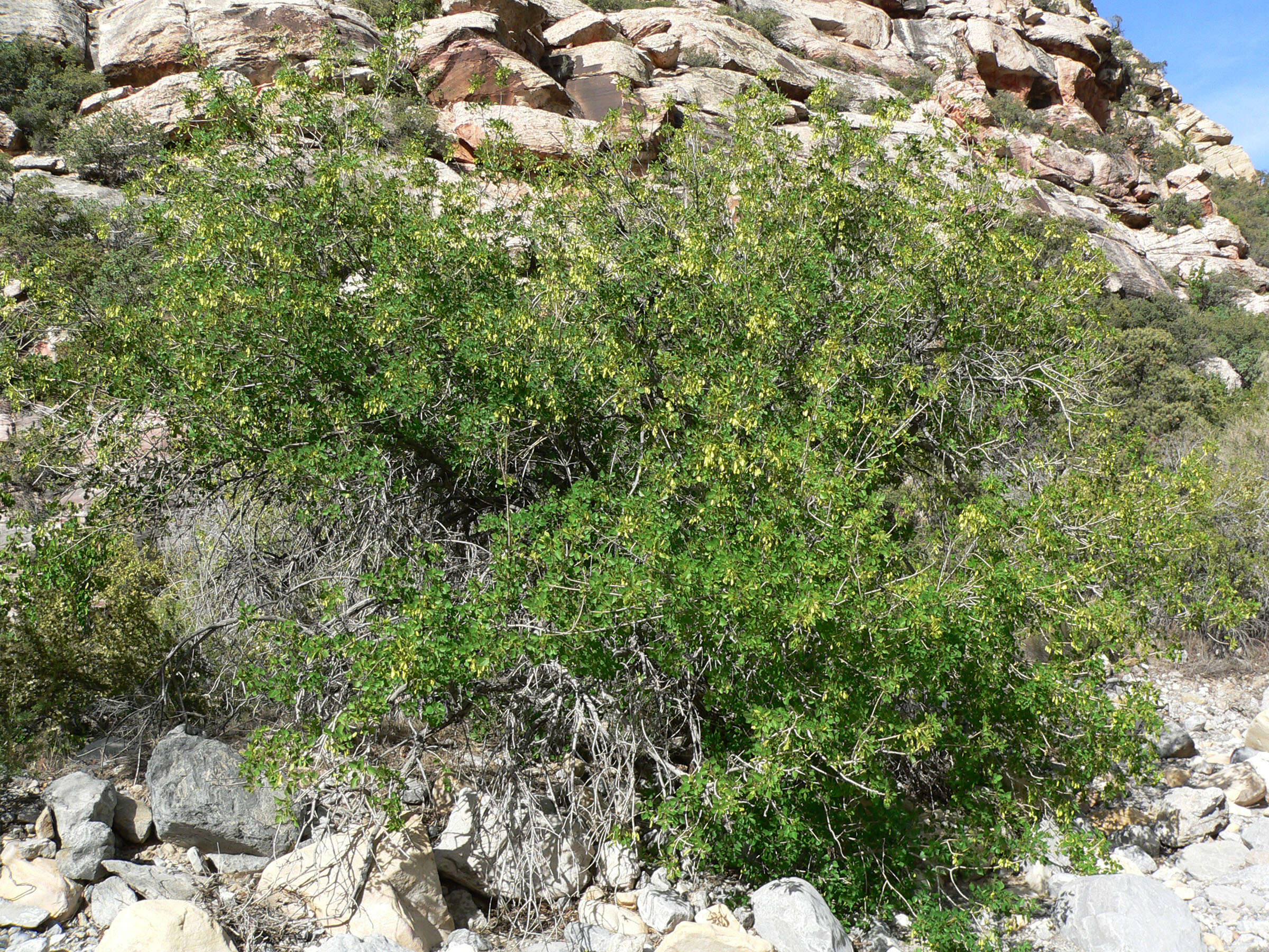 Image of single-leaf ash