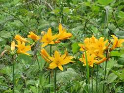 Image of Dumortier's daylily