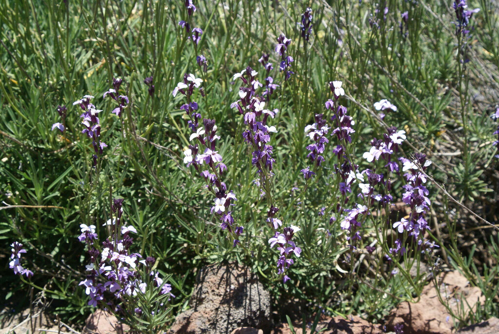 Image of Erysimum scoparium (Brouss. ex Willd.) Wettst.