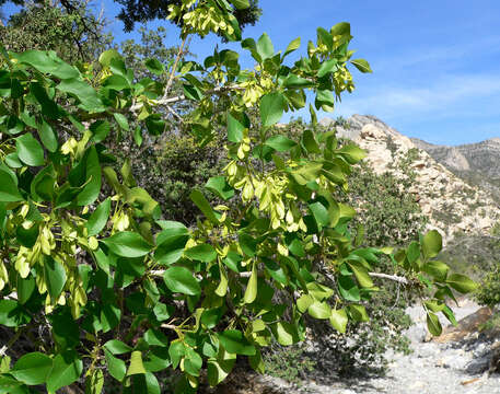 Image of single-leaf ash