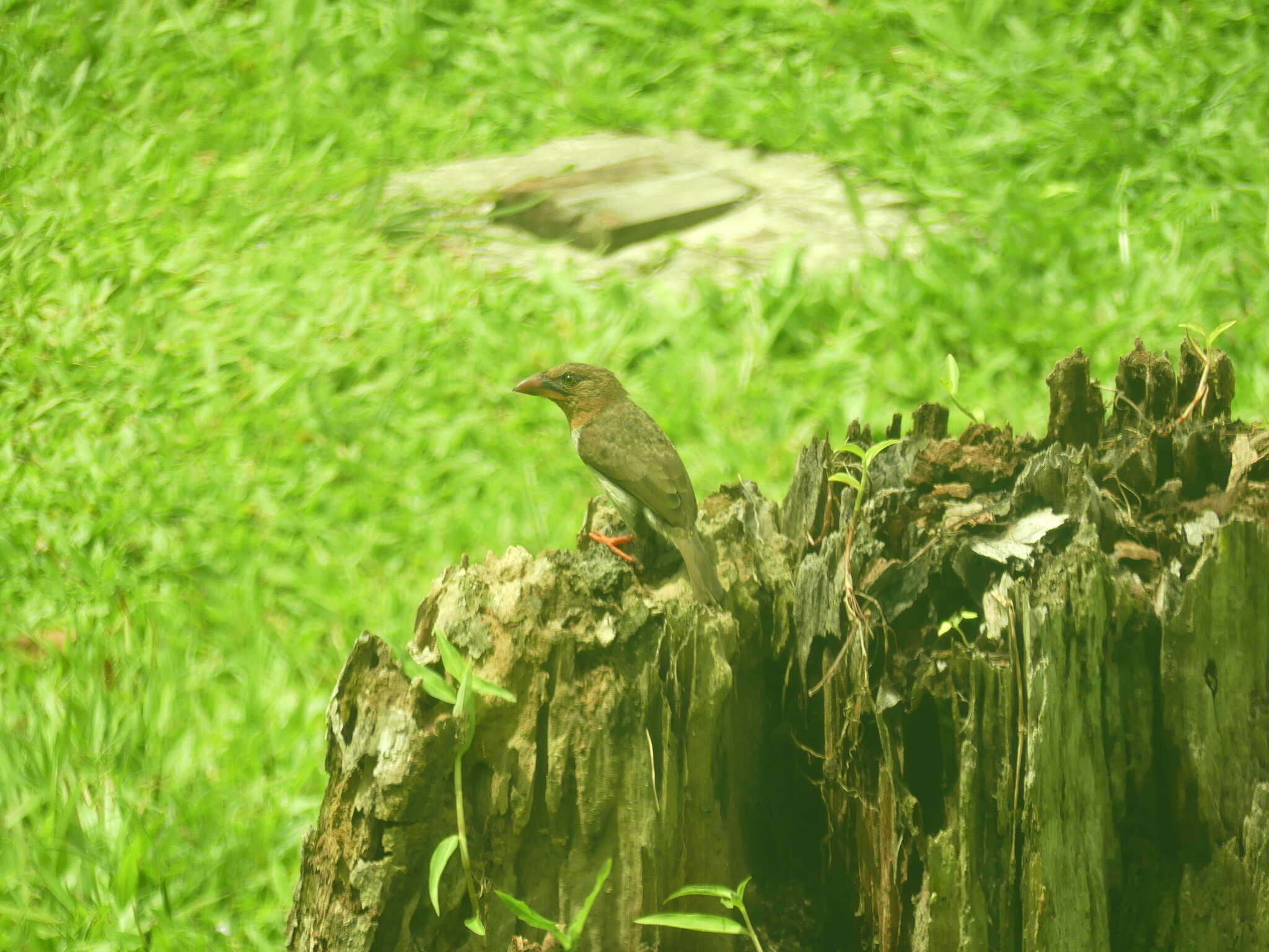 Image of Bornean Brown Barbet