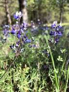 Sivun Lupinus affinis J. Agardh kuva