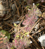 Image of hiddenflower phacelia