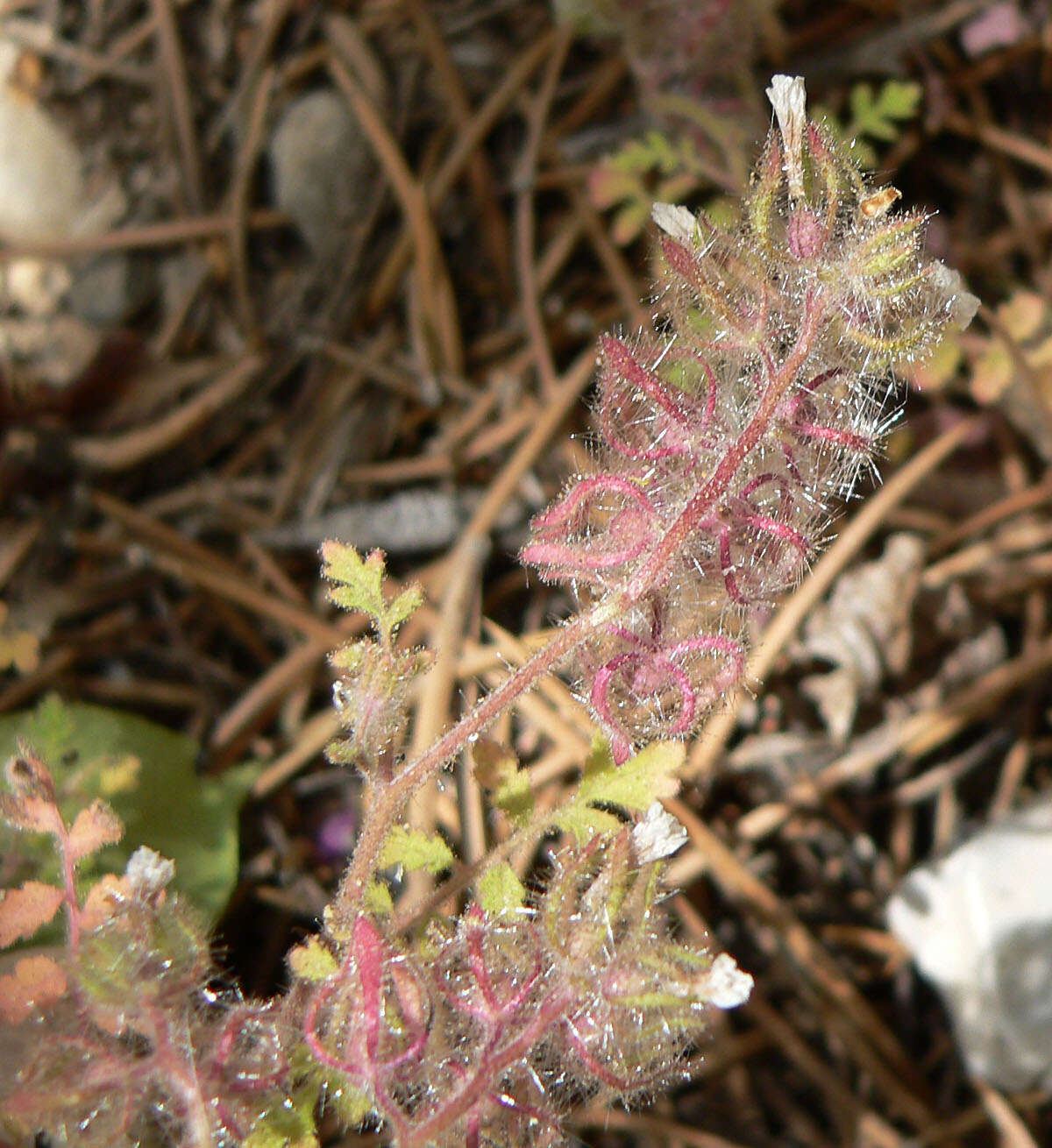 Image of hiddenflower phacelia