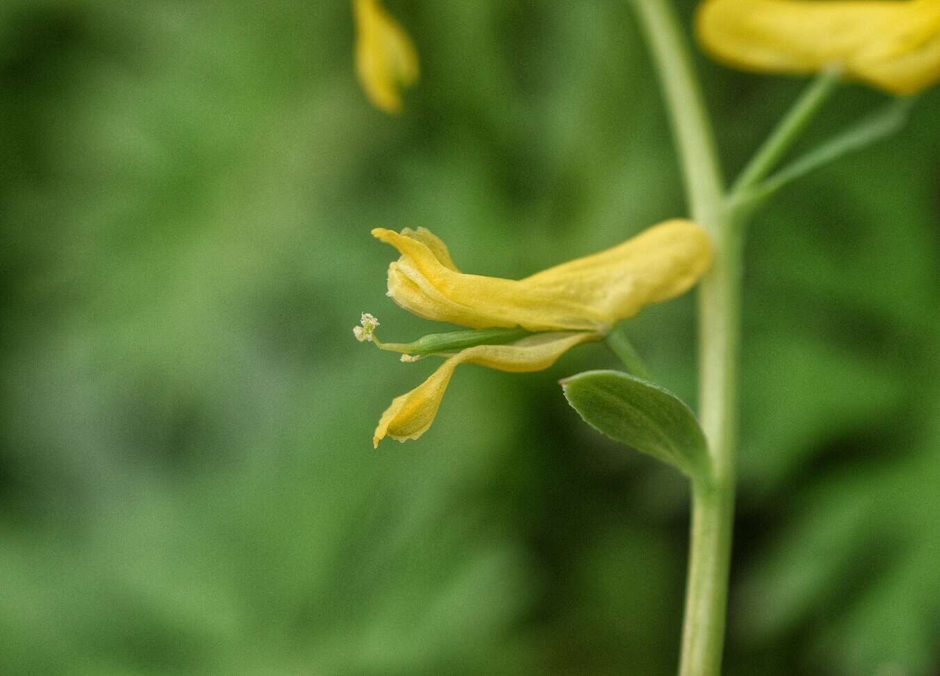 Image de Corydalis curvisiliqua subsp. occidentalis (Engelm. ex A. Gray) W. A. Weber