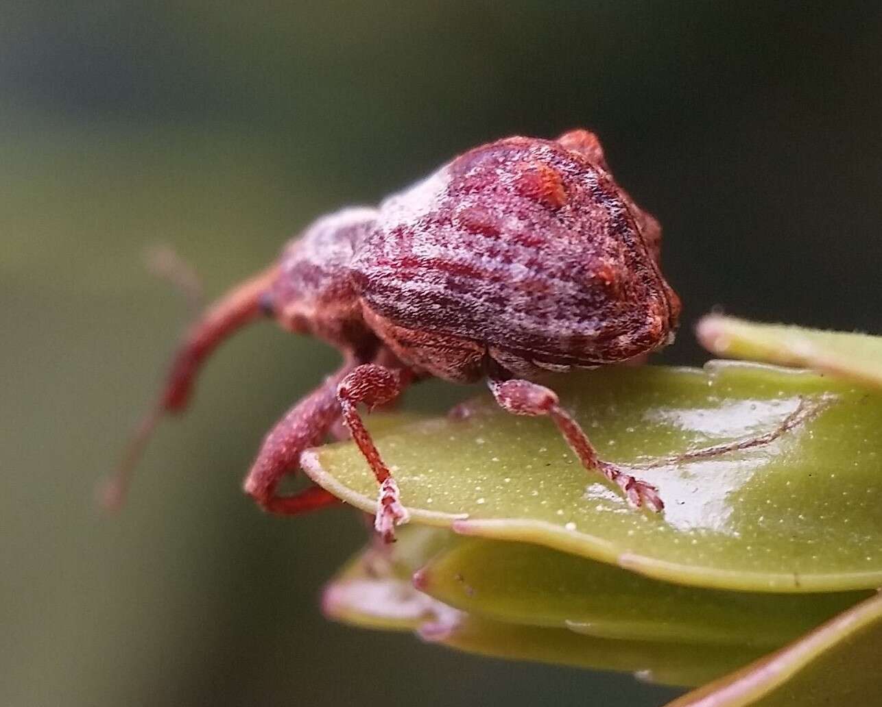 Image of Apple Curculio